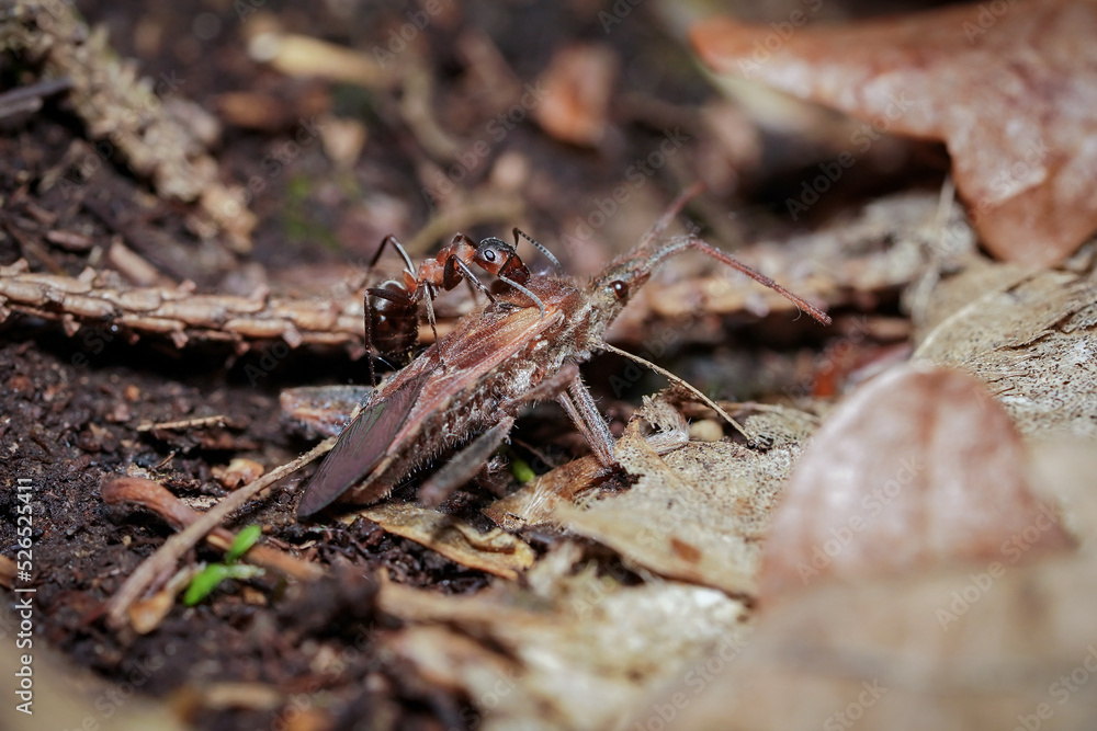 forest ant at work forest ant at work