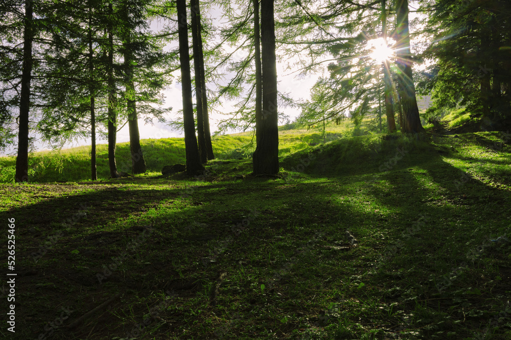 Obraz premium Nature's Life