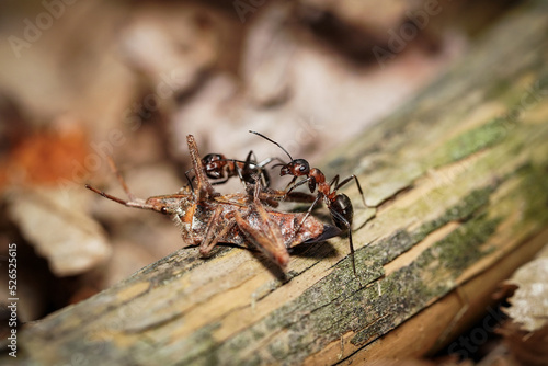 forest ant at work © Milan