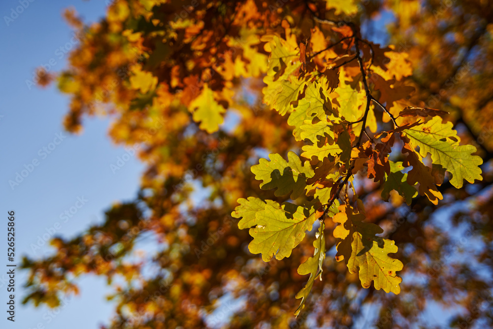 in beautiful sunlight, a twig with yellow-green oak leaves in the foreground against a clear blue sky. beautiful autumn background. in beautiful sunlight, a twig with yellow-green oak leaves in the foreground against a clear blue sky. beautiful autumn background.