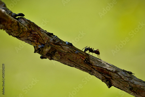 black ant on a branch