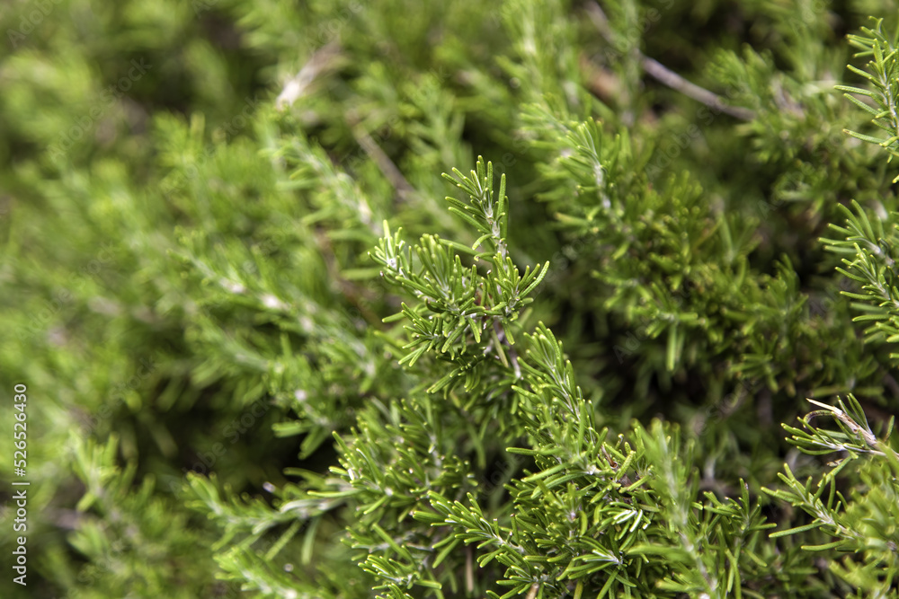 Green leaves of pine Green leaves of pine