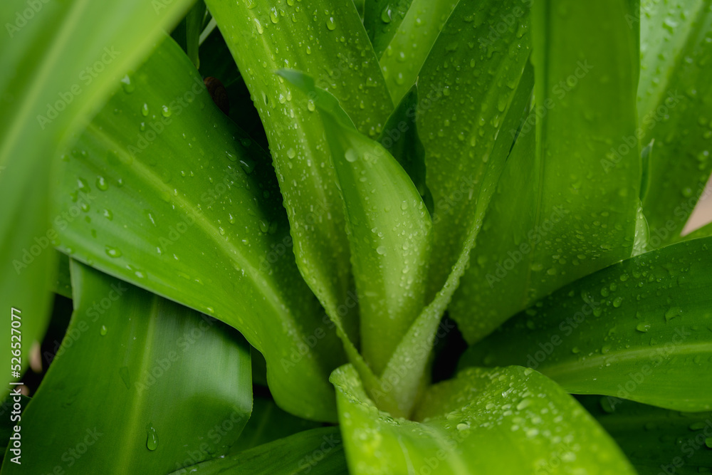closeup nature view of tropical leaves background, dark nature concept closeup nature view of tropical leaves background, dark nature concept