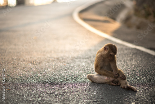 Fotografiet Sitting monkey in Phuket Thailand