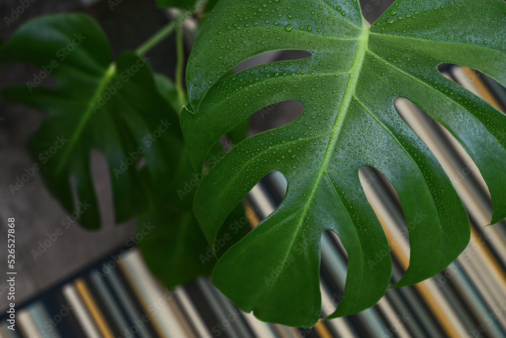 Fototapeta premium Wet Monstera deliciosa leaves