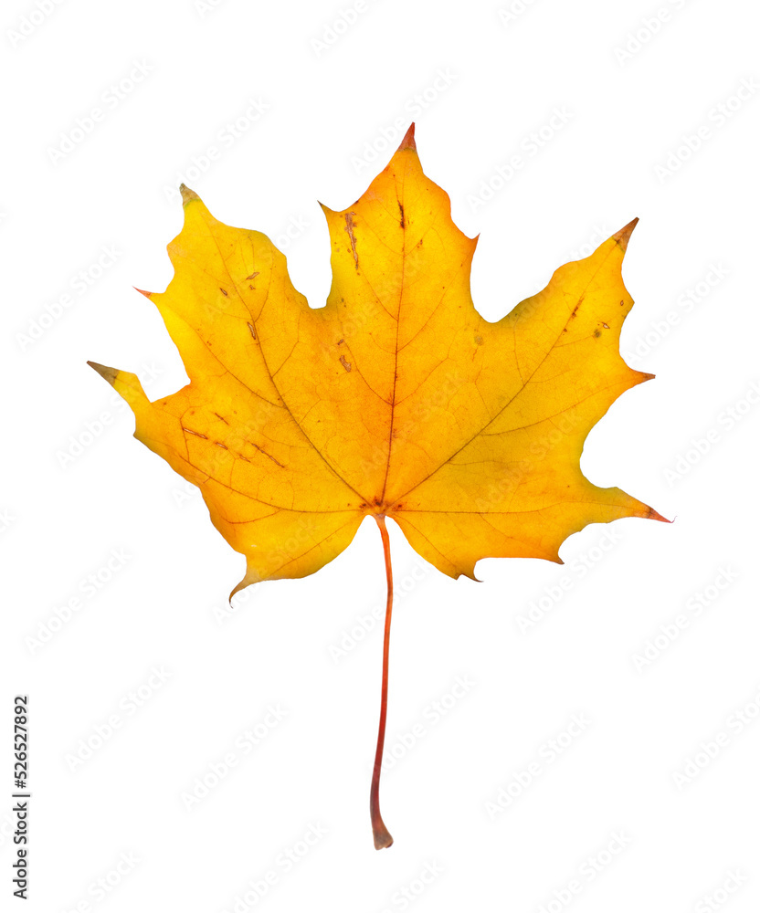 Autumn maple branch with leaves isolated on background Autumn maple branch with leaves isolated on background