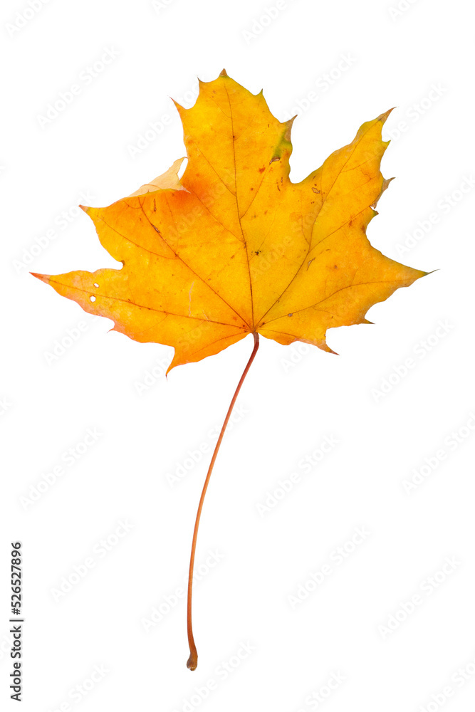 Autumn maple branch with leaves isolated on background Autumn maple branch with leaves isolated on background