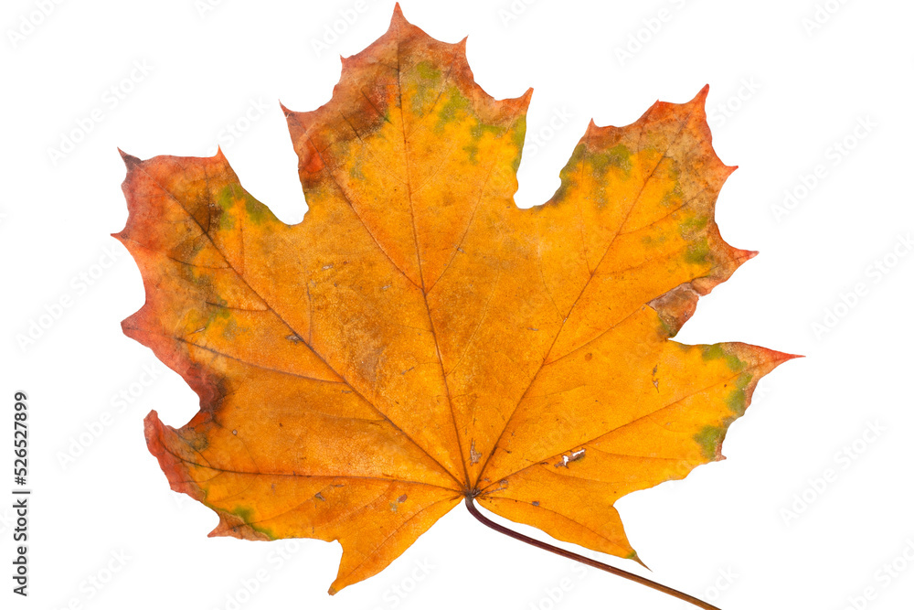 Autumn maple branch with leaves isolated on background Autumn maple branch with leaves isolated on background