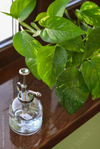 Vintage style plant mister on windowsill with golden epipremnum