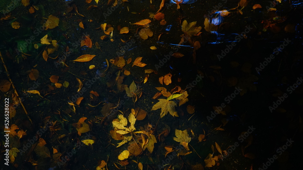 Fallen yellow leaves underwater with sunlight