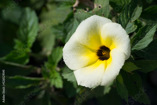 Flower and leaves of the Chanana plant (Turnera ulmifolia), is a plant of the Turneraceae family.
