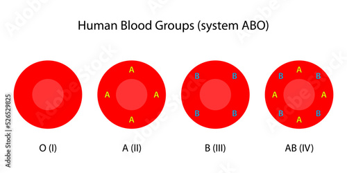 Human blood groups, ABO system