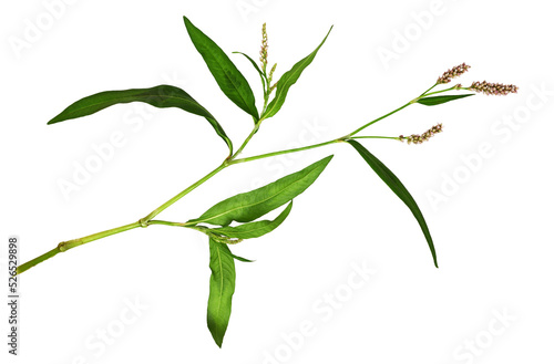 Twig of Persicaria flowers ...