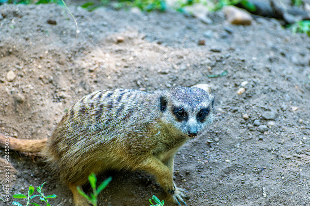 Fototapeta premium Surikata (Suricata suricatta) looks around