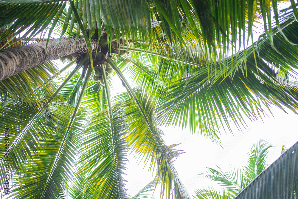 Obraz premium Palms filled with coconuts on the beach