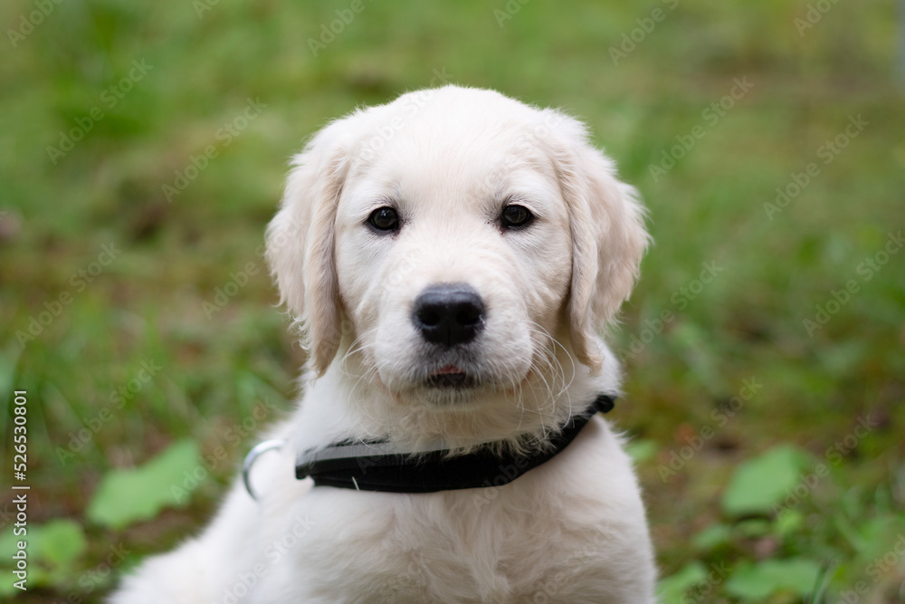 Portrait of a cute young golden retriever puppy  