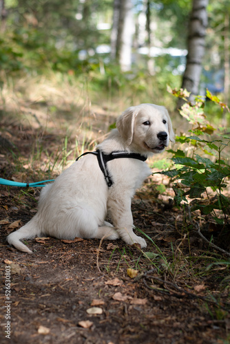 Cute golden retriever puppy sitting on trail while on a walk