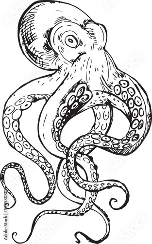 Black and white line drawing octopus. Detailed graphics drawing pattern design element underwater animal. Clip art asian seafood restaurant menu character childrens coloring book dotwork tattoo sketch