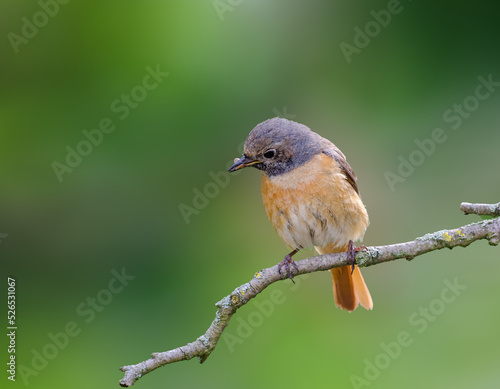 Female Redstart (Phoenicurus phoenicurus) gathering food for chicks in spring. Dovedale, Derbyshire