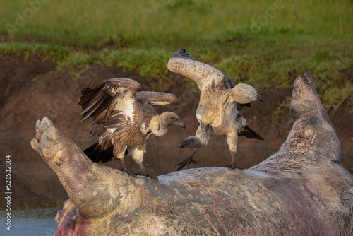 White backed Vultures  Gyps africanus  with spread wings on a dead hippo. Interaction between vulture on safari in Masai Mara Game reserve  Kenya  Africa