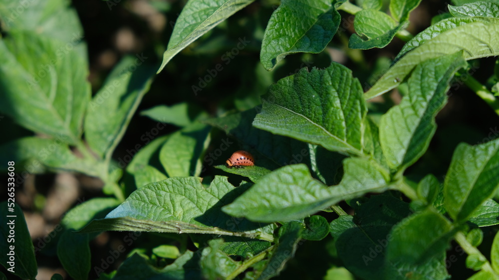 Larva roja de las patatas entre las hojas en la huerta Larva roja de las patatas entre las hojas en la huerta
