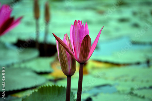 Water Pink lily in a pond