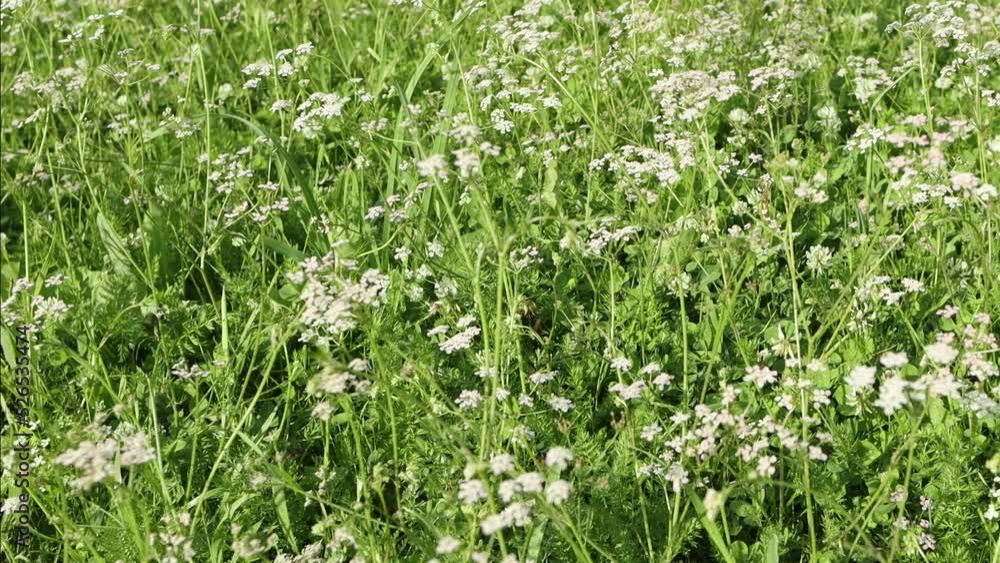 Wild field with cumin flowers, close up Wild field with cumin flowers, close up