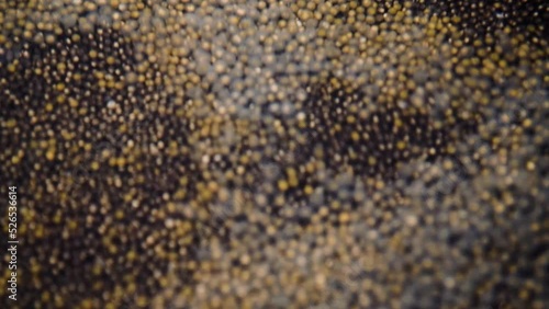 Incubation of sturgeon caviar in a special apparatus simulating the river flow on a fish farm photo