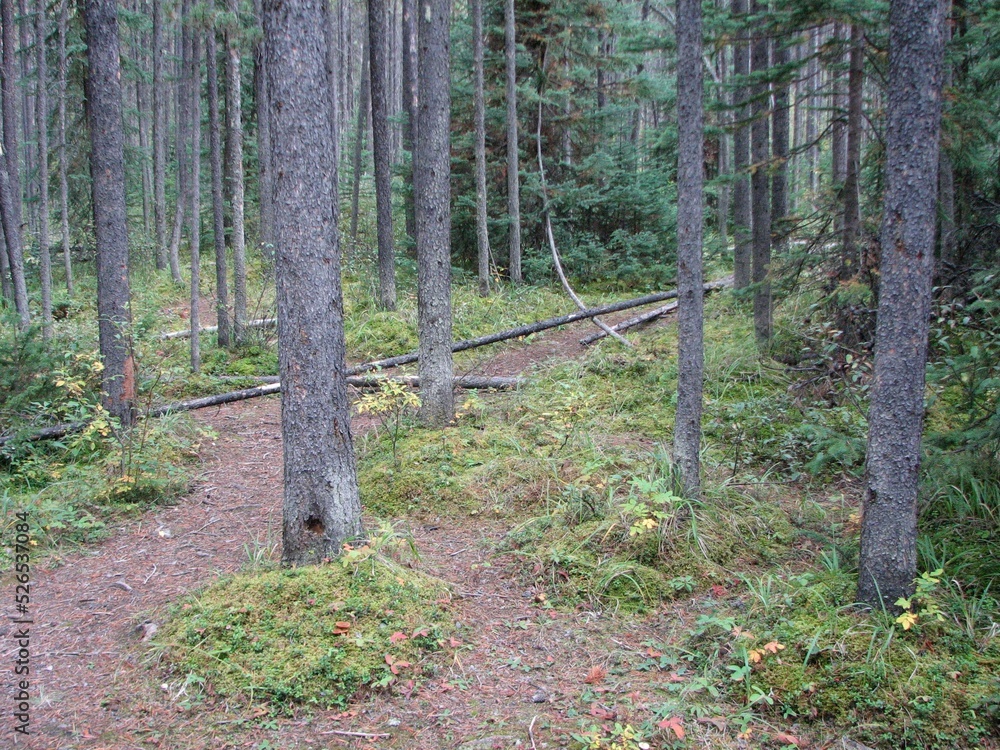 Hiking trail through the forest