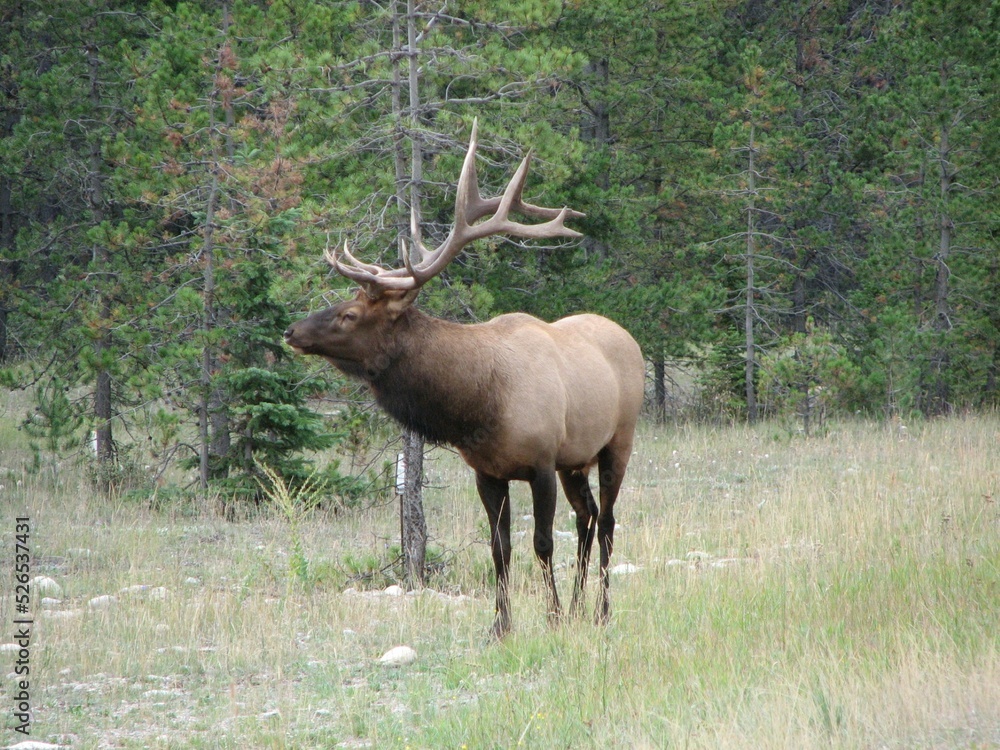 Elk checking out his surroundings Elk checking out his surroundings