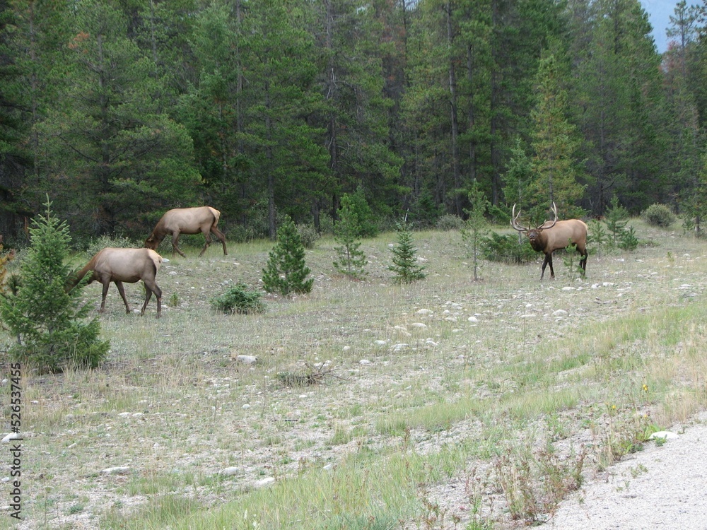 Fototapeta premium Elk grazing by the forest