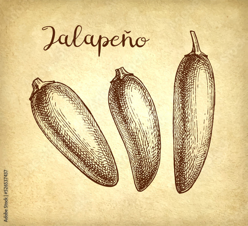 Ink drawing of jalapeno.