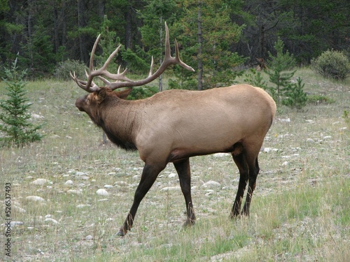 Elk checking out his surroundings