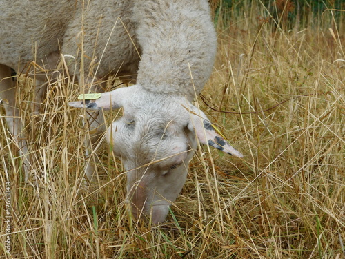 Ovis aries Sheep or domestic sheep are domesticated, ruminant mammals typically kept as livestock. Although the term sheep can apply to other species in the genus Ovis, in everyday usage it almost alw photo