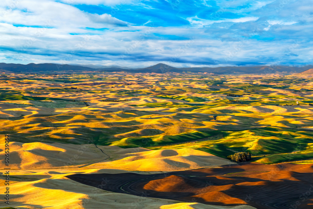 Fototapeta view of the Palouse, a vast region in eastern Washington of mostly wheat farming