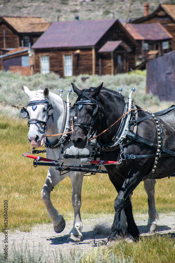The famous Bodie Ghost Town Looking at a Draft Horse Team in their Harness The famous Bodie Ghost Town Looking at a Draft Horse Team in their Harness