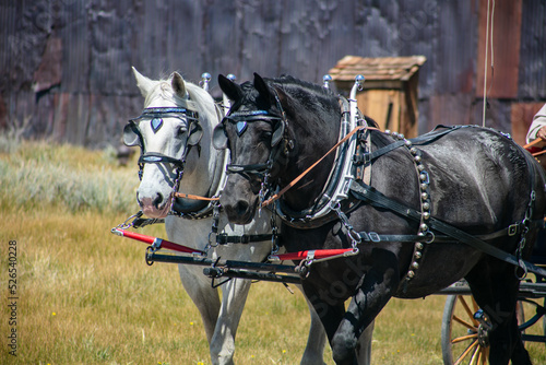 The famous Bodie Ghost Town Looking at a Draft Horse Team in their Harness © Gary Peplow