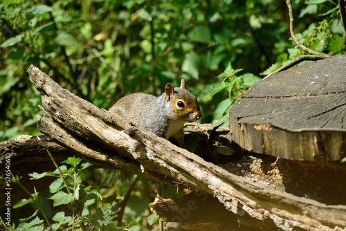 squirrel in the park © MIKE