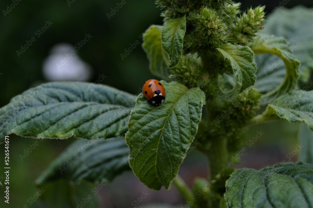 Fototapeta premium Ladybug on a spice plant leaf