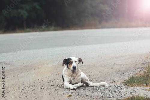 Fototapeta Naklejka Na Ścianę i Meble -  dog that has lost its owner lies on the side of the road