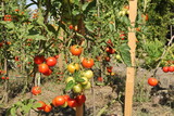 a group tomato plants with bunches of tomatoes in the vegetable garden in summer