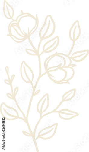 organic cotton plant illustration