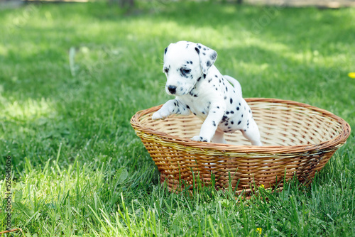 beautiful dalmatian puppy outdoors in summer, sitting in straw basket outside in the park. active pets. Beloved, well-mannered and healthy animals. copy space