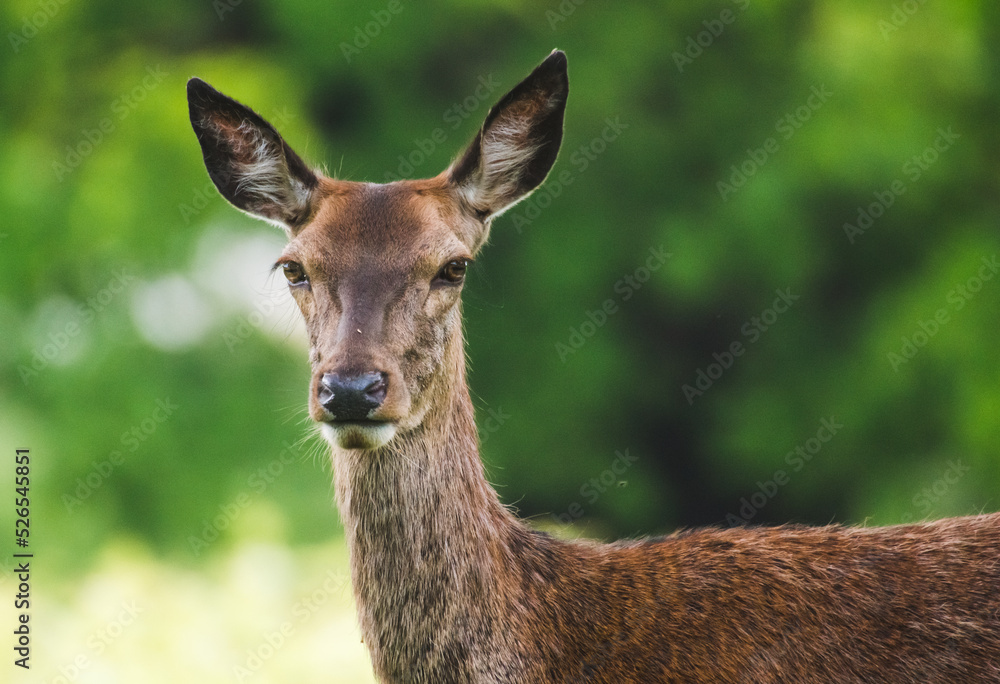 Female Red Deer Ears Pricked