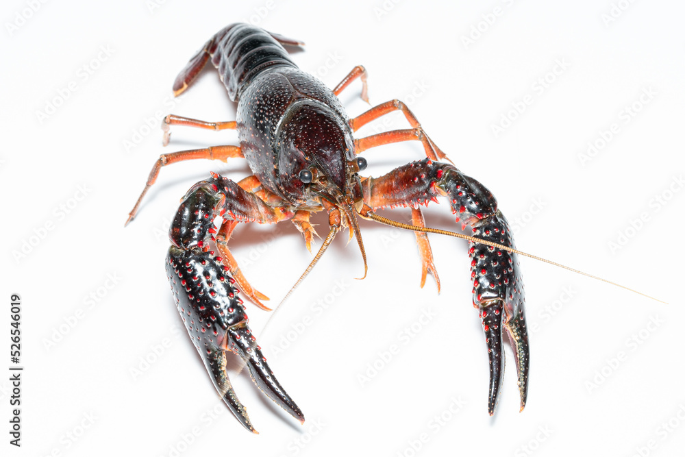crab Procambarus clarkii with white background crab Procambarus clarkii with white background