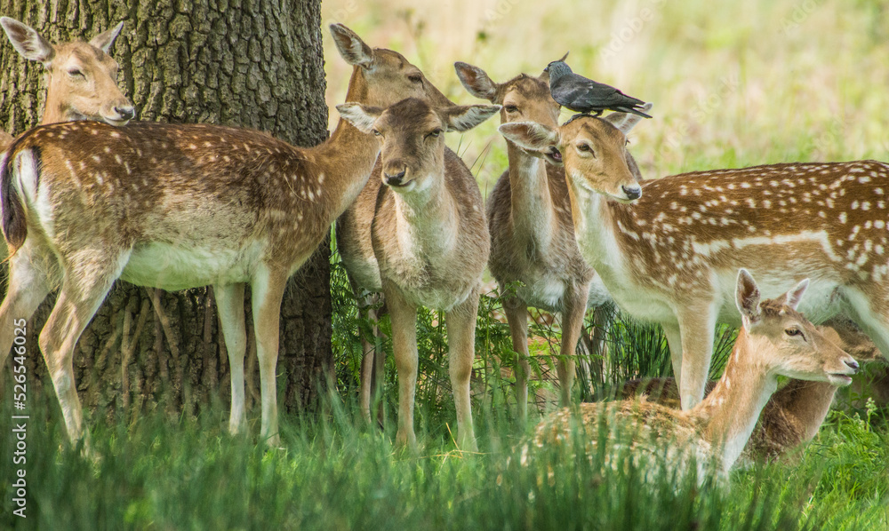 Herd of Fallow Deer under a Tree