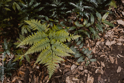 fern leaves in deep forest texture background top view © Akira Kaelyn