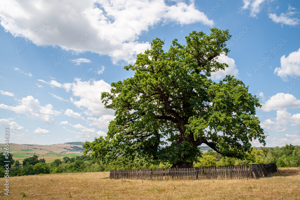 Oldest oak in Romania being estimated approximation to 900 years, Mercheasa village Oldest oak in Romania being estimated approximation to 900 years, Mercheasa village