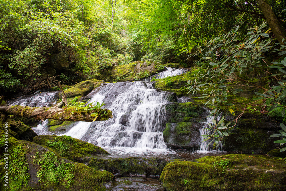 Fototapeta premium waterfall in the woods