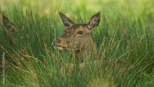 Red Deer Deep in the grass © Robin
